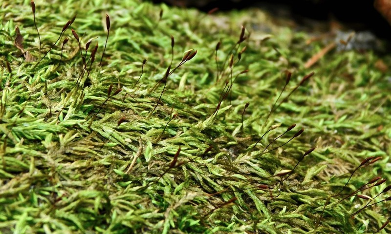Schwetschkeopsis Moss photo 2
