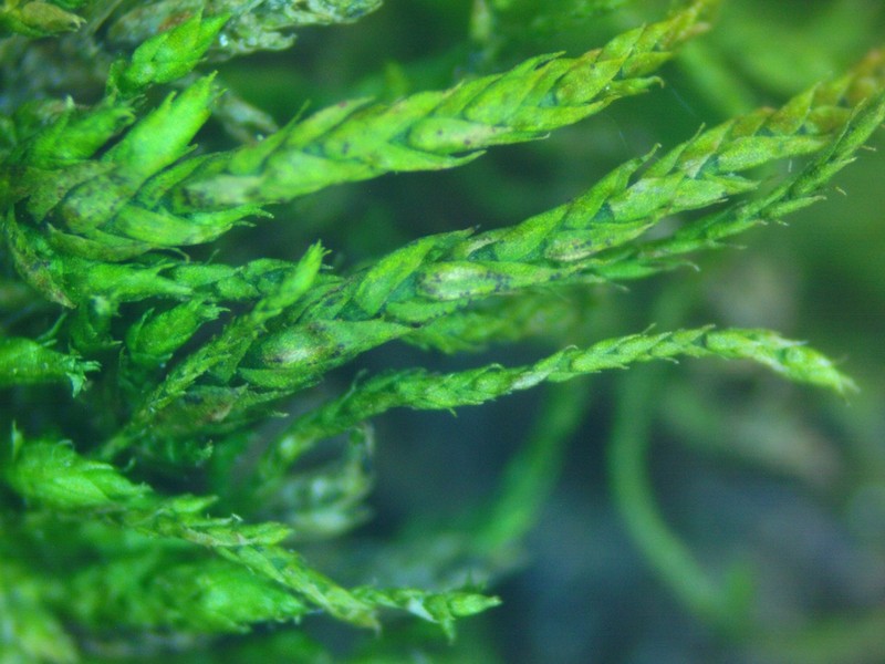 Schwetschkeopsis Moss photo 3