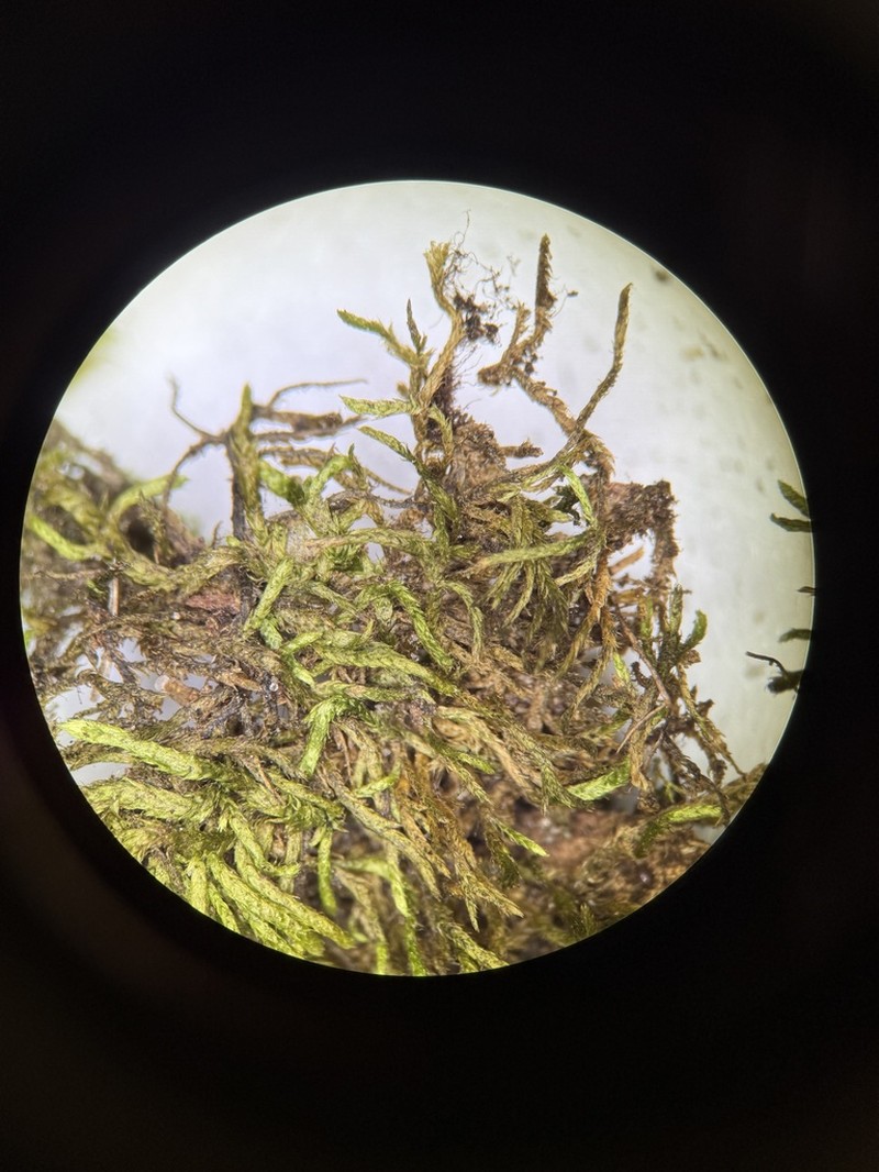 Schwetschkeopsis Moss photo 4