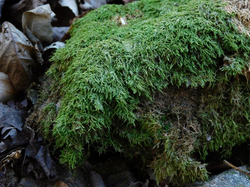 Schwetschkeopsis Moss photo 5