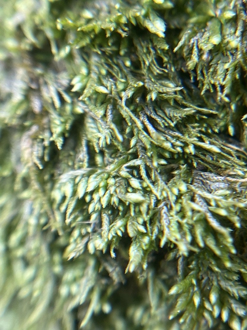 Schwetschkeopsis Moss photo 6