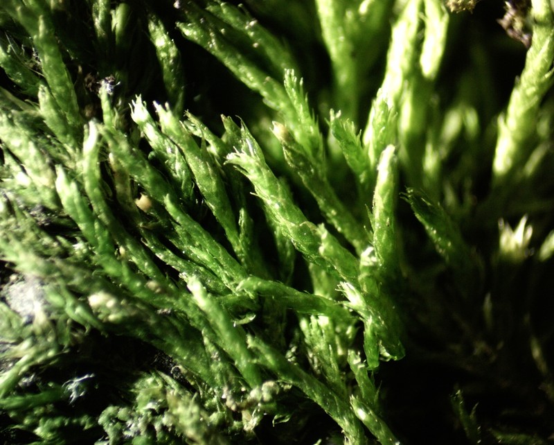 Schwetschkeopsis Moss photo 7