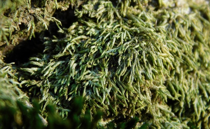 Schwetschkeopsis Moss photo 8