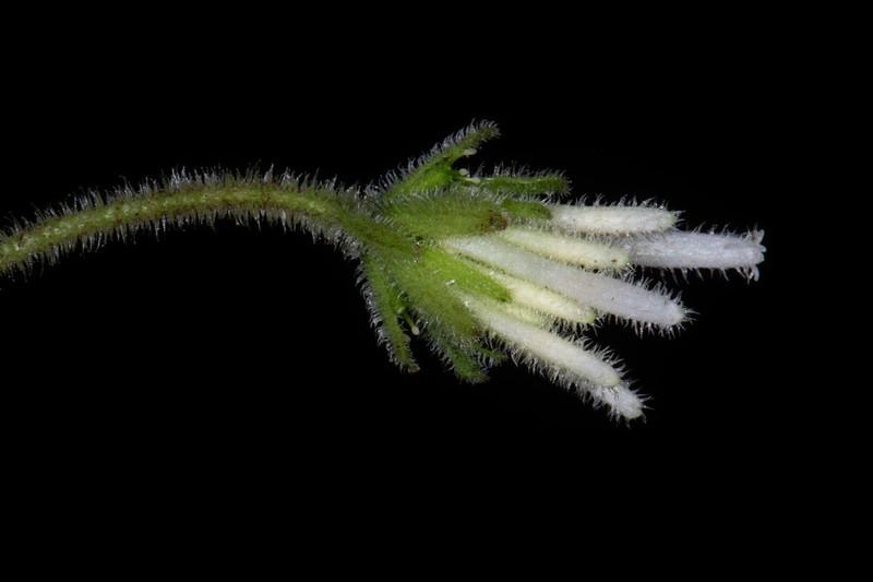 Sciadocephala asplundii