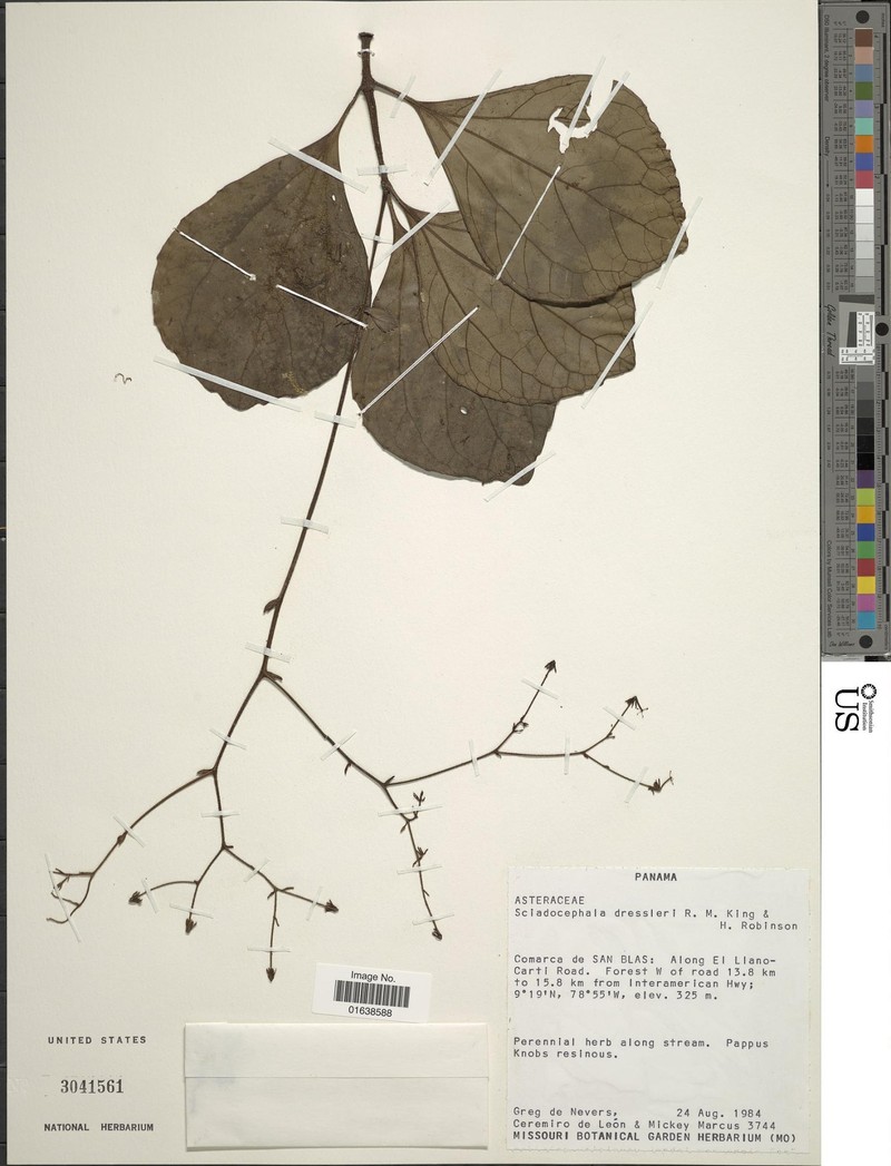 Sciadocephala dressleri