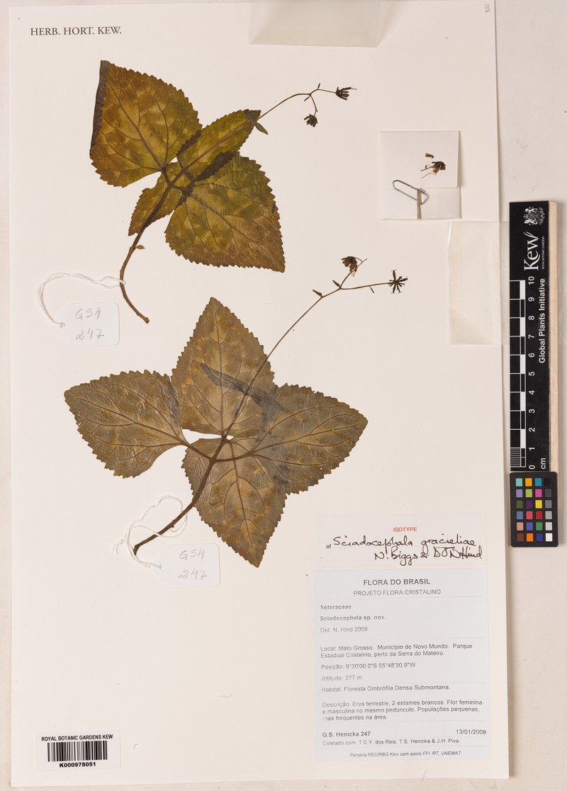 Sciadocephala gracieliae