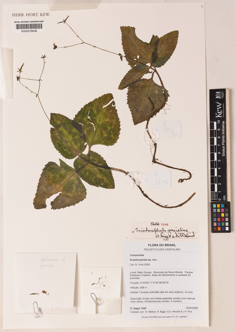 Sciadocephala gracieliae photo 2