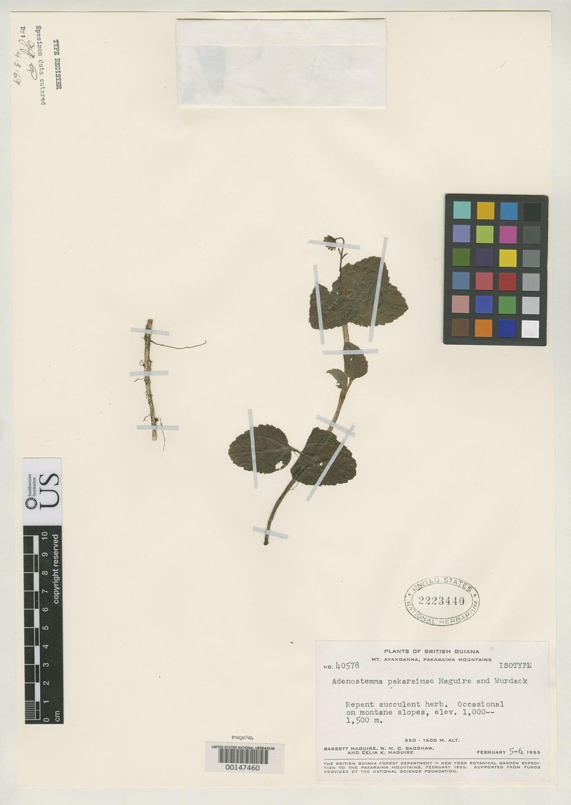Sciadocephala pakaraimae