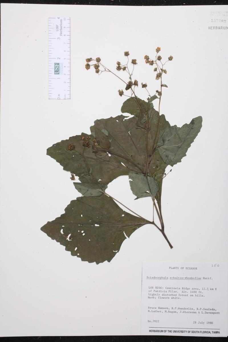 Sciadocephala schultze-rhonhofiae