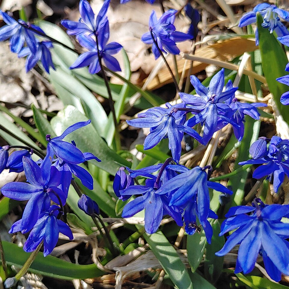 Siberian Squill photo 3