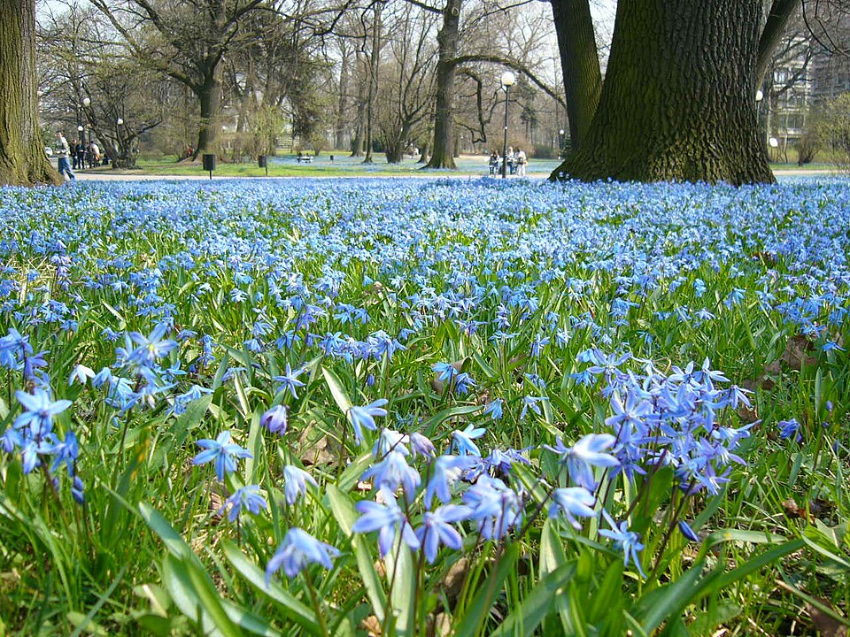 Siberian Squill photo 4