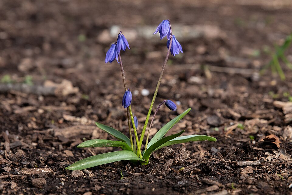 Siberian Squill photo 5
