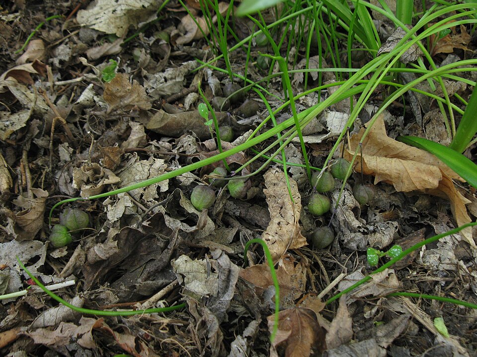 Siberian Squill photo 7