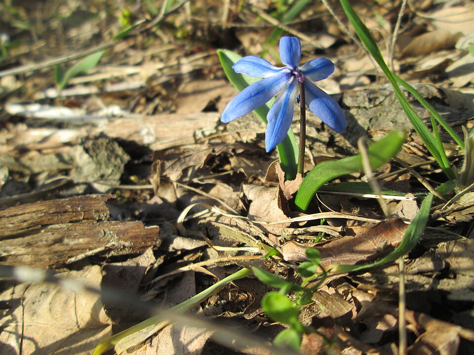 Siberian Squill photo 8
