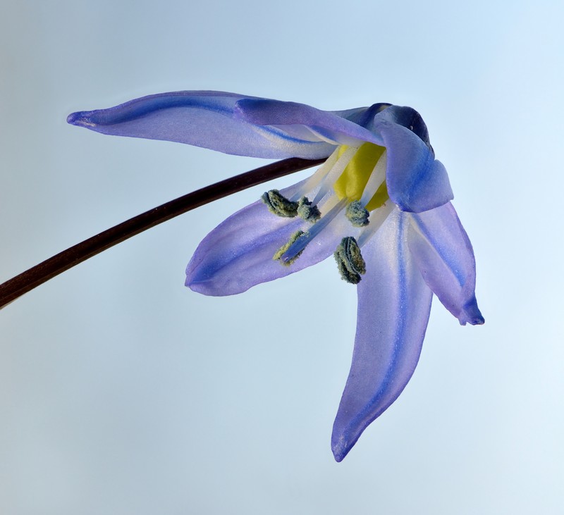 Siberian Squill photo 2