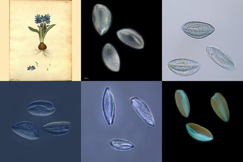 Siberian Squill photo 9