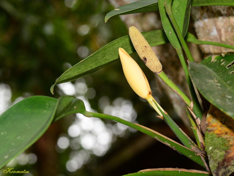 Scindapsus kinabaluensis