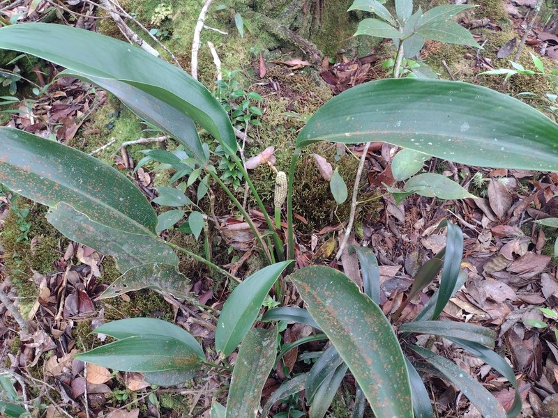 Scindapsus kinabaluensis photo 2