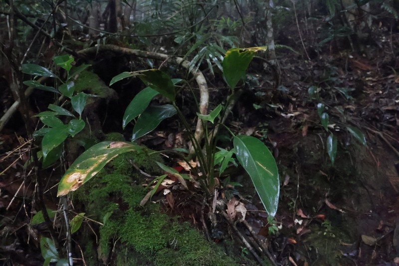 Scindapsus kinabaluensis photo 3