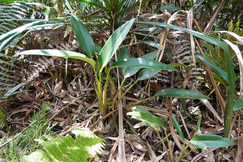 Scindapsus kinabaluensis photo 4