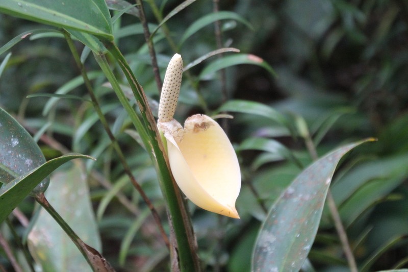 Scindapsus kinabaluensis photo 6