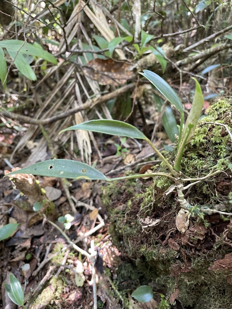 Scindapsus kinabaluensis photo 7