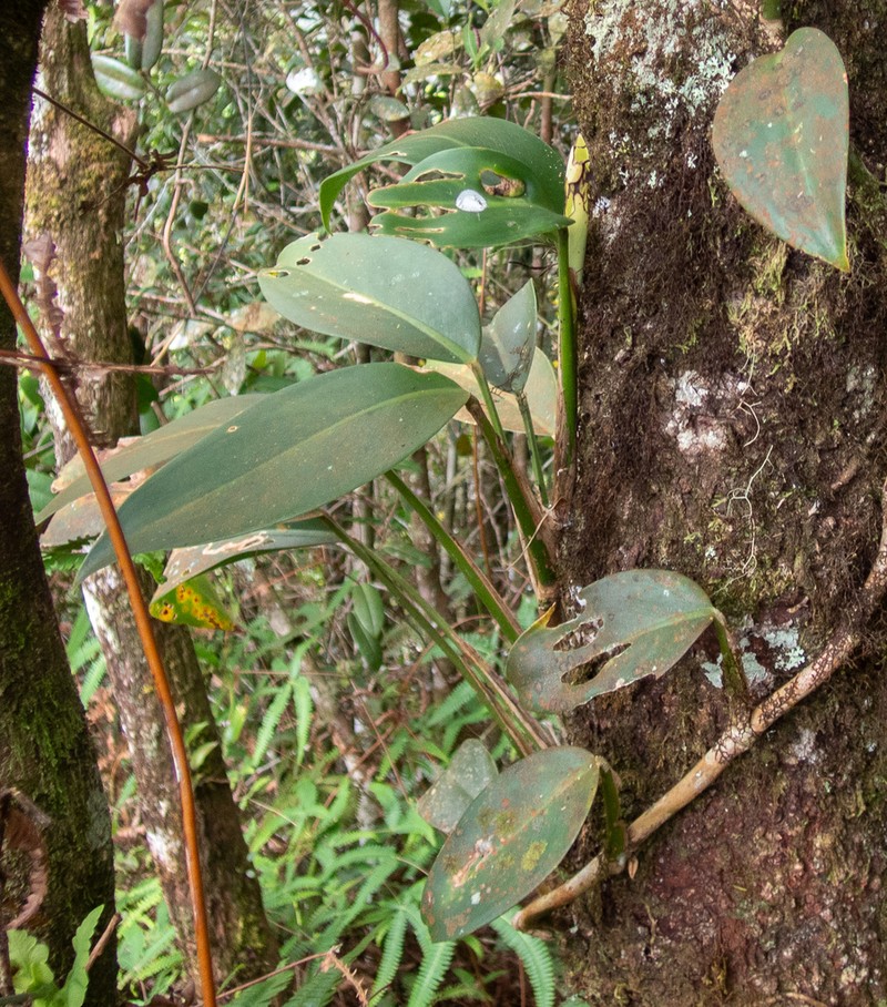Scindapsus kinabaluensis photo 8