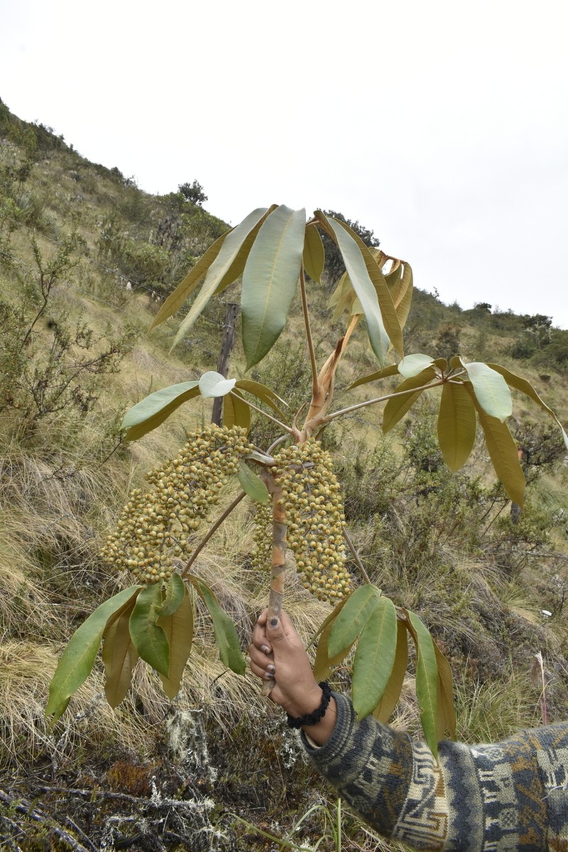 Sciodaphyllum allocotanthum