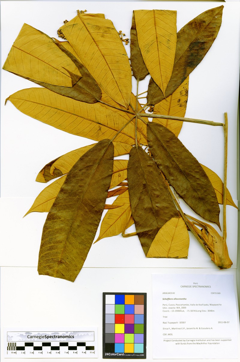 Sciodaphyllum allocotanthum photo 2