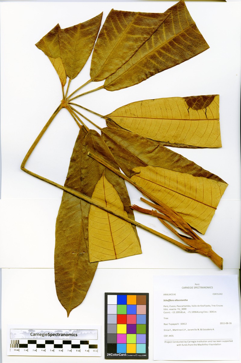 Sciodaphyllum allocotanthum photo 3