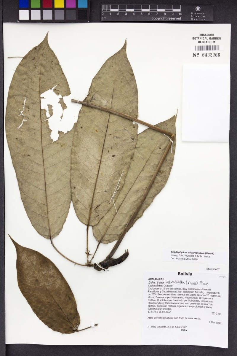 Sciodaphyllum allocotanthum photo 4