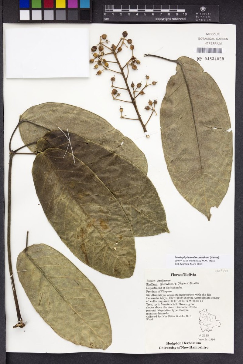 Sciodaphyllum allocotanthum photo 5