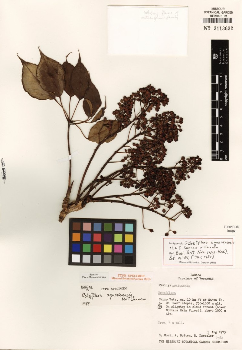 Sciodaphyllum aquaverense