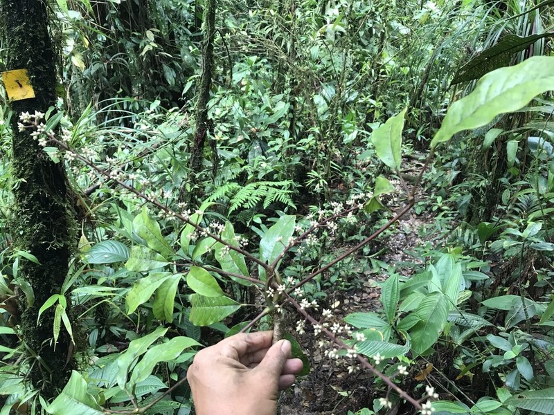 Sciodaphyllum archeri