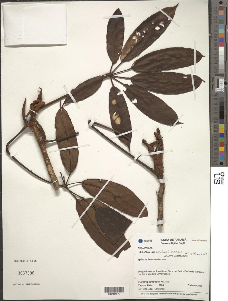 Sciodaphyllum archeri photo 2