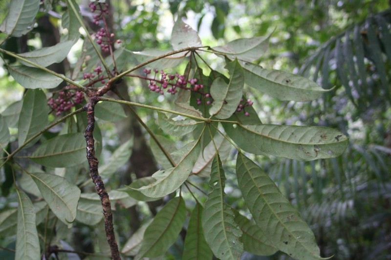 Sciodaphyllum archeri photo 3