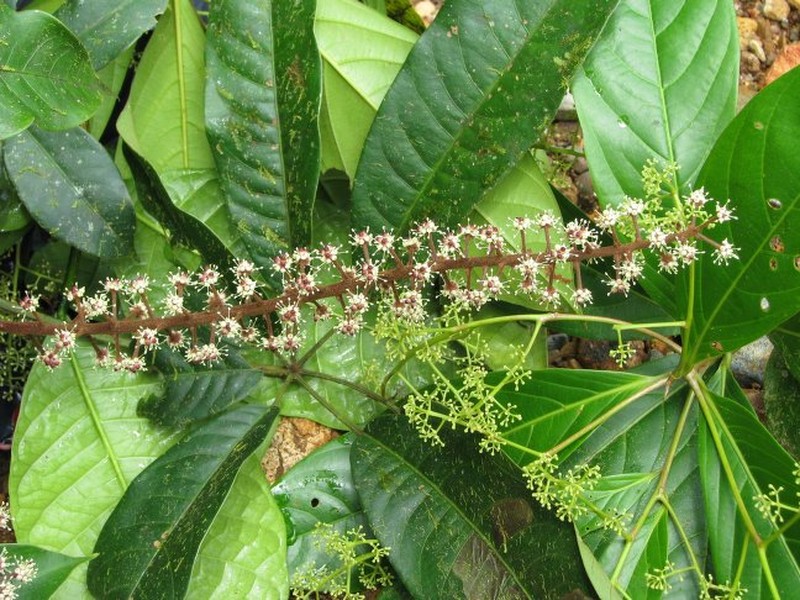 Sciodaphyllum archeri photo 4