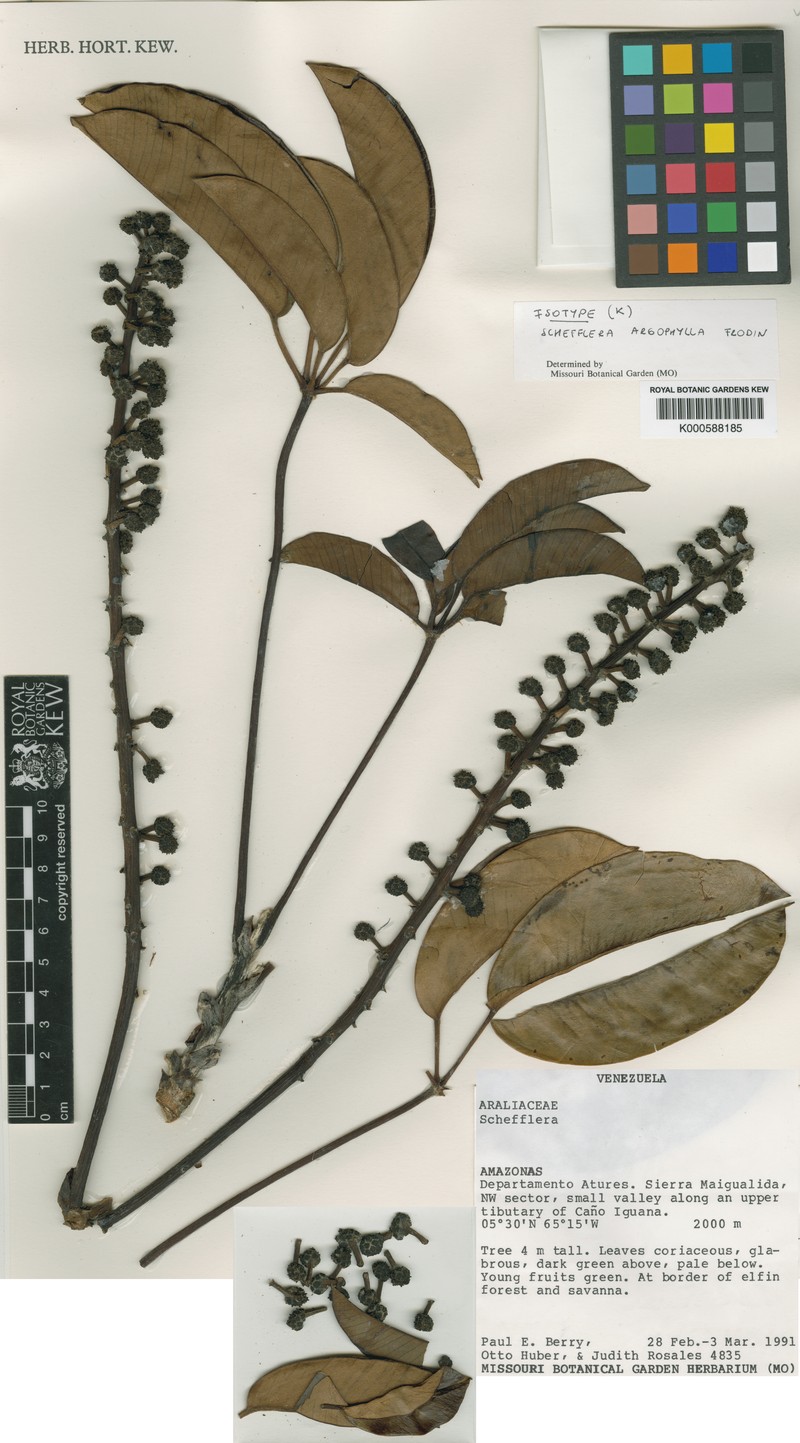Sciodaphyllum argophyllum