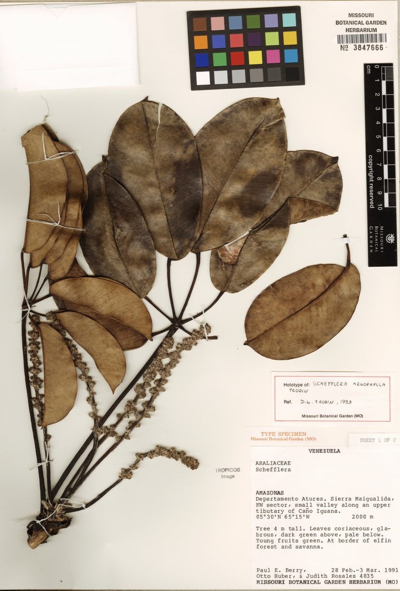 Sciodaphyllum argophyllum photo 2