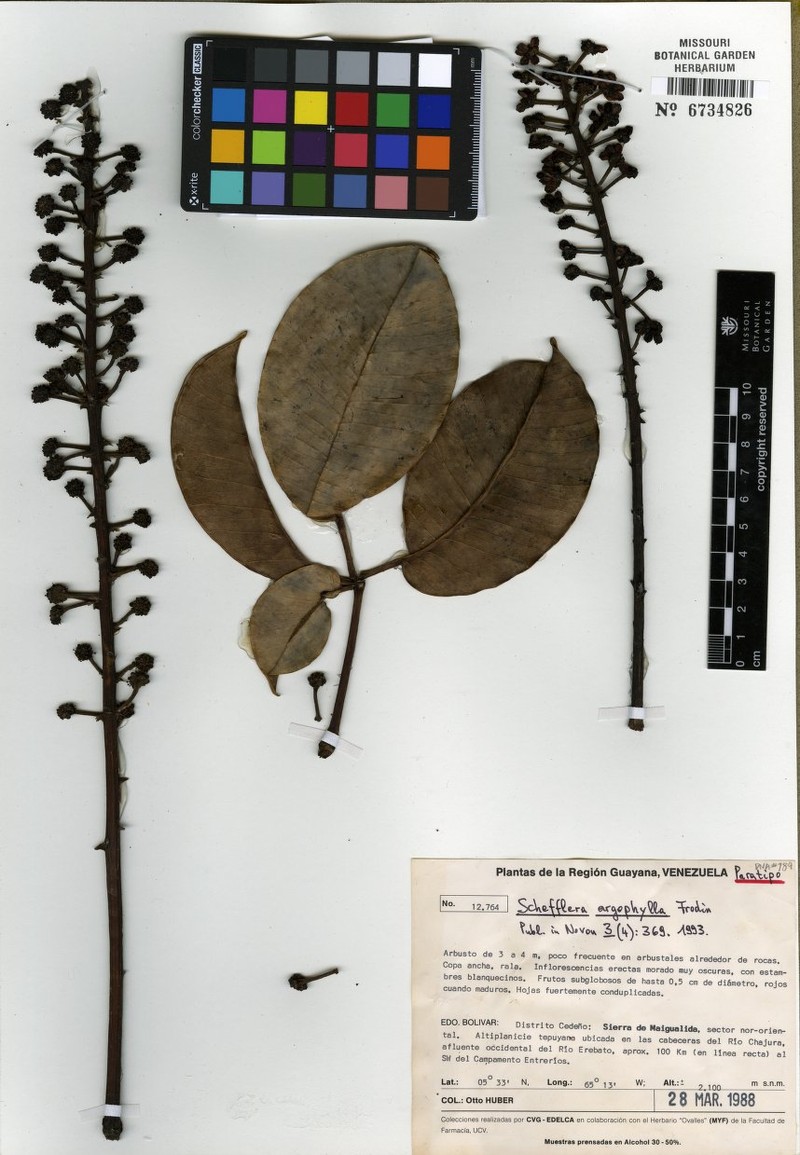 Sciodaphyllum argophyllum photo 3