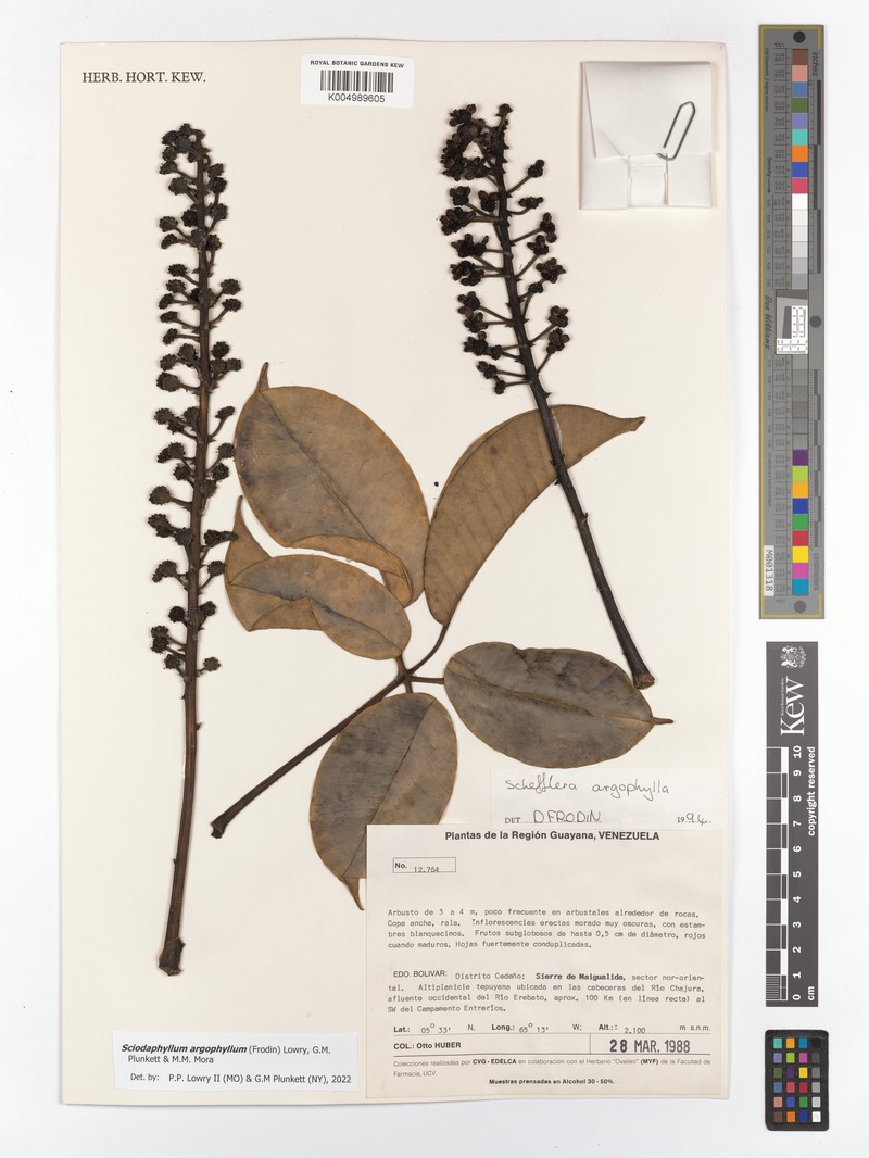 Sciodaphyllum argophyllum photo 4