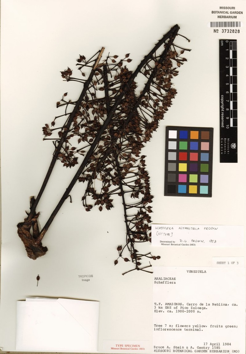 Sciodaphyllum asymmetricum