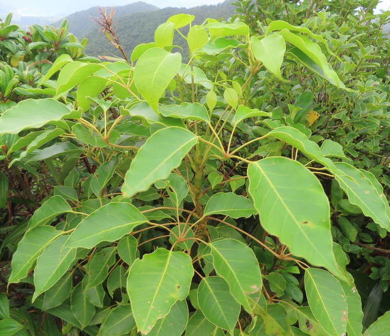 Sciodaphyllum attenuatum photo 2