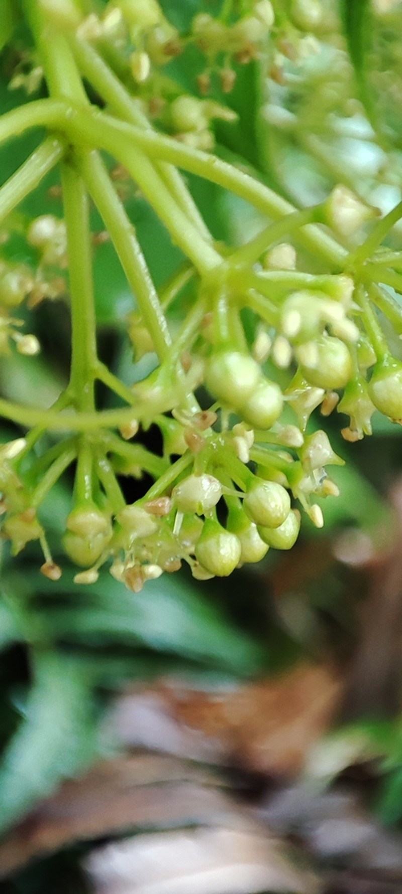 Sciodaphyllum attenuatum photo 4