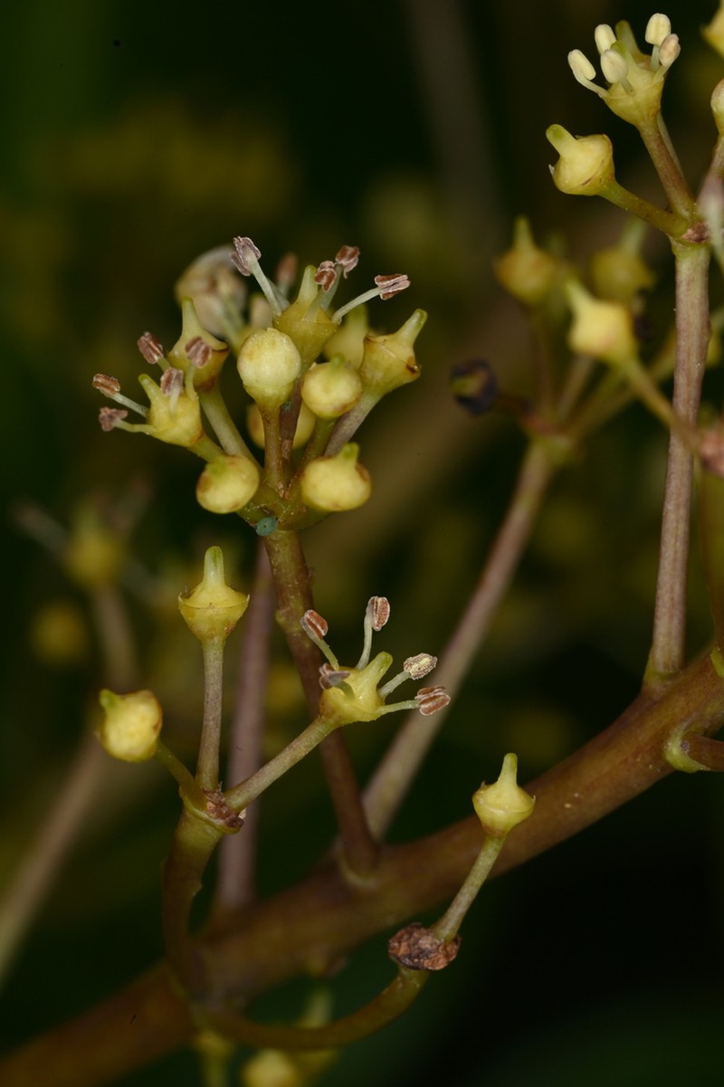 Sciodaphyllum attenuatum photo 5