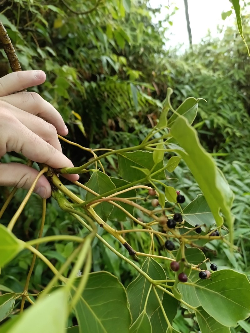 Sciodaphyllum attenuatum photo 6