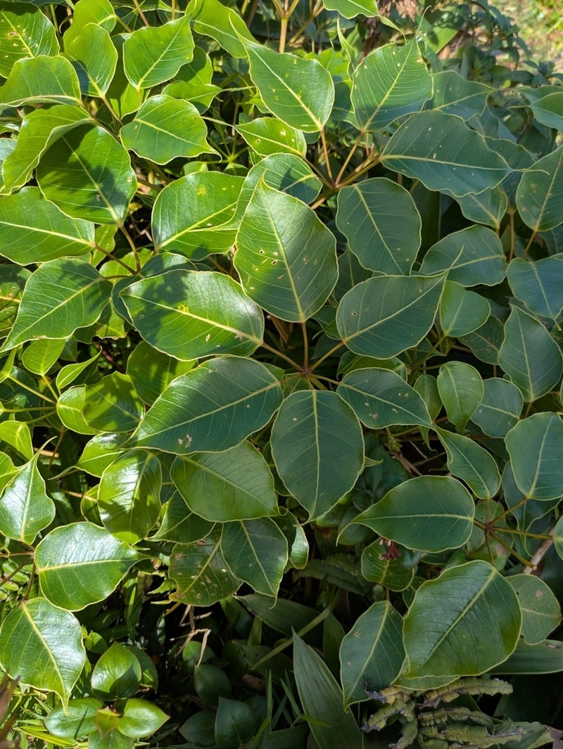 Sciodaphyllum attenuatum photo 7