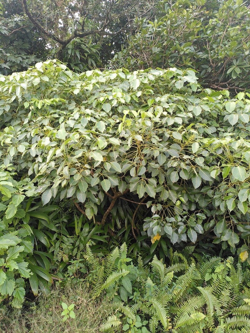 Sciodaphyllum attenuatum photo 8