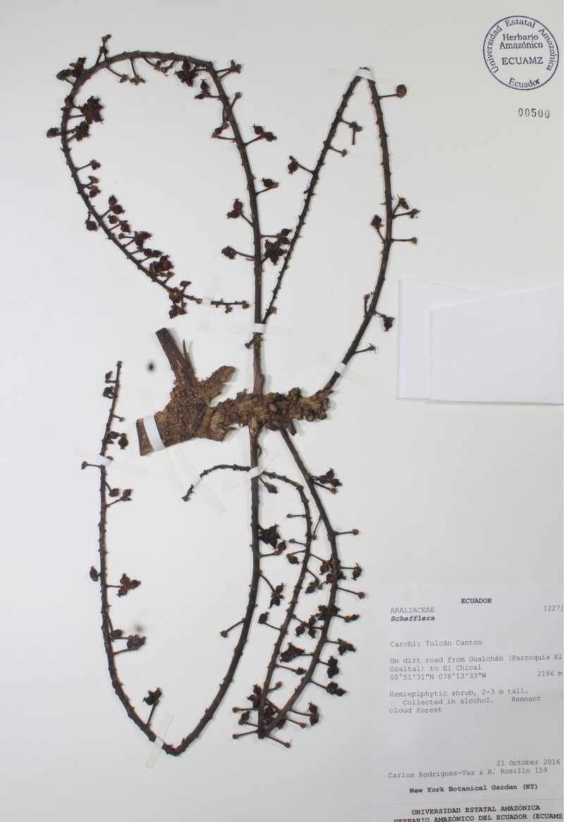 Sciodaphyllum awa