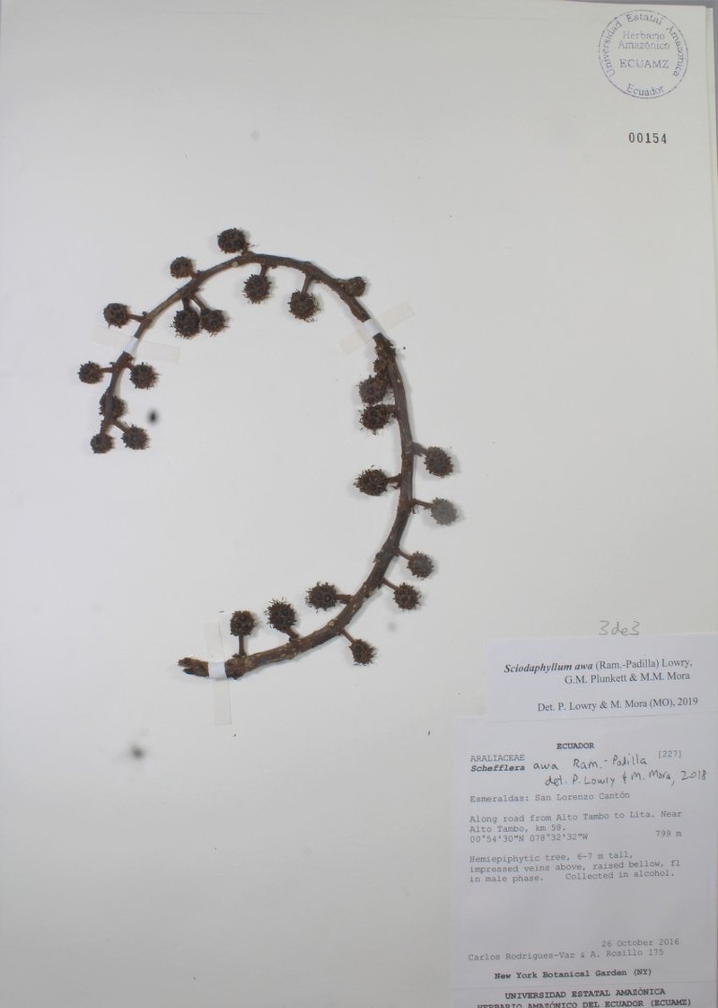 Sciodaphyllum awa photo 2